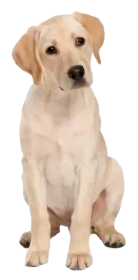 كلاب للبيع في المانيا : أفضل الأسعار