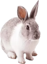 ارانب للبيع في المانيا : أفضل الأسعار