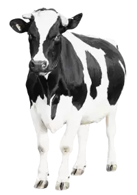 أبقار للبيع في المانيا : أفضل الأسعار