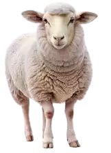 خرفان و اغنام للبيع في المانيا