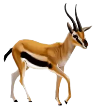 غزلان للبيع في المانيا : أفضل الأسعار