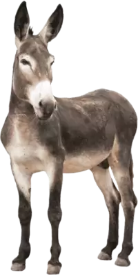 حمير للبيع في المانيا : أفضل الأسعار