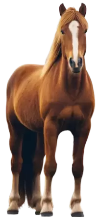 خيل للبيع في المانيا : أفضل الأسعار