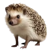 قنافذ للبيع في المانيا : أفضل الأسعار