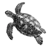 سلاحف و زواحف للبيع في المانيا