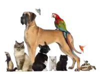 حيوانات اخرى للبيع فى المانيا