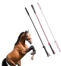 ترويض و تدريب فى المانيا