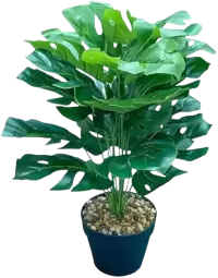 بذور و فسائل صغيرة فى المانيا